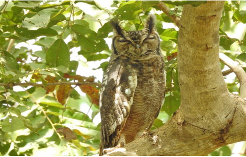 Greyish eagle-owl